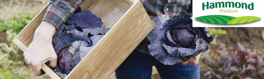 Hammond Produce Android Workflow & Delivery System – Bespoke Agriculture Operations Platform